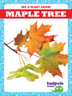 Maple Tree - ebook